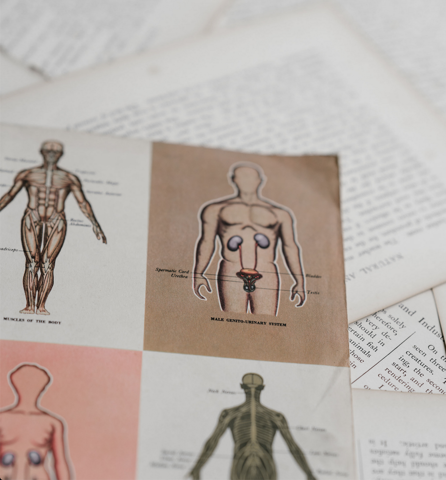 Centre anatomie